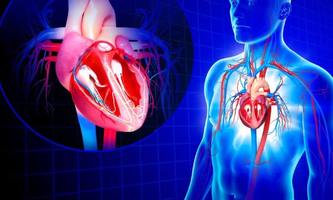 Enclomiphene Effects on Heart: What You Need to Know