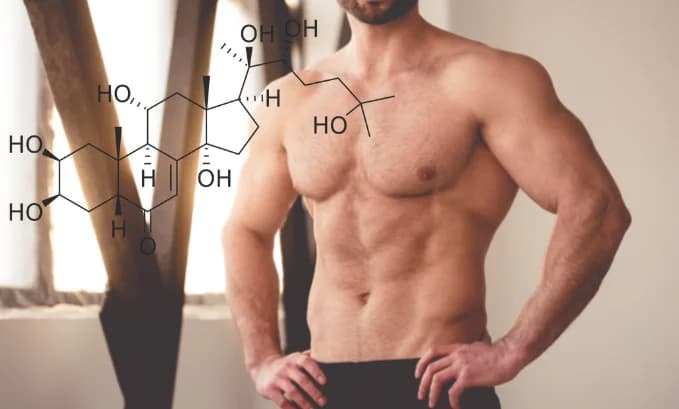 Natural Turkesterone For Your Muscle Growth