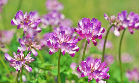 Astragalus plant