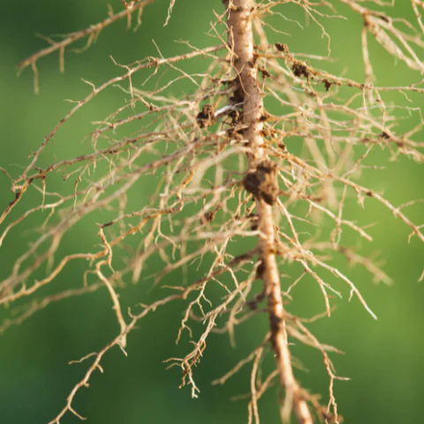 roots of the astragalus plant