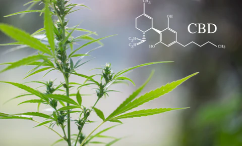 THCV is a cannabis component