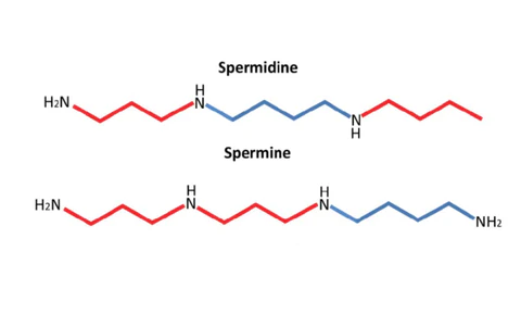 Difference between spermine and spermidine