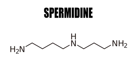 Is spermidine safe for consumption