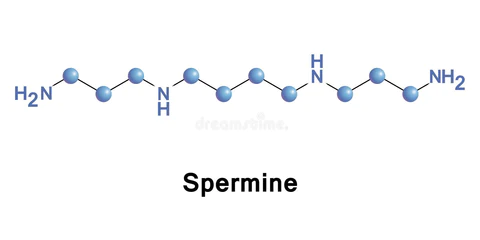 What is spermine?
